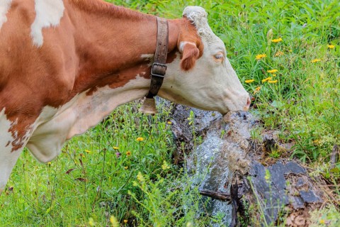 A Holstein-Friesian cow stands on a green mountain pasture in the Eng valley, Austria, drinking