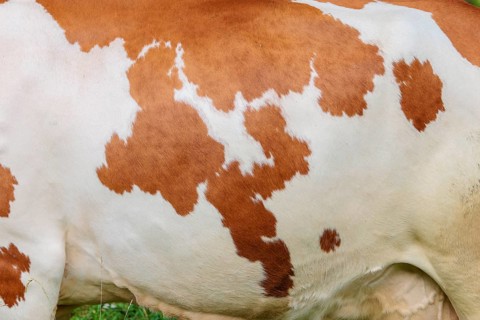 Cow patterns. A Holstein Friesian shows her fur pattern. Eng valley, Austria