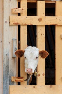 A Holstein-Friesian calf sticks its head through a wooden fence in the barn wall and looks out. Eng