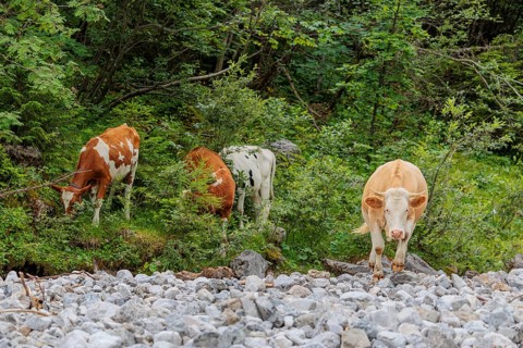 Holstein Friesian cattle crossing a creek on an alpine pasture. Eng valley, Austria