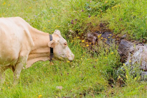 A Tyrolean Brown Swiss cow goes to a spring to drink. Eng Valley, Austria