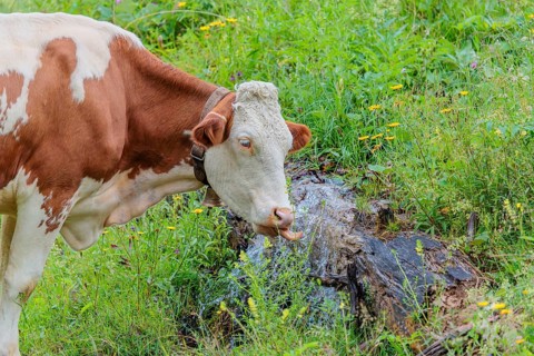 A Holstein-Friesian cow stands on a green mountain pasture in the Eng valley, Austria, drinking