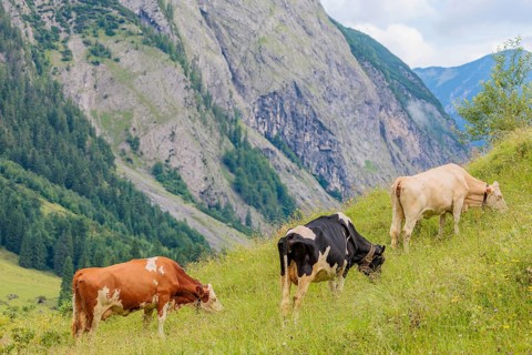 Mixed breeds of cattle grazing on a green mountain pasture in the Eng valley, Austria
