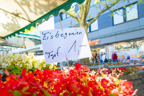 A handwritten sign points to colourful flowers at a market, Sindelfingen, Böblingen district,