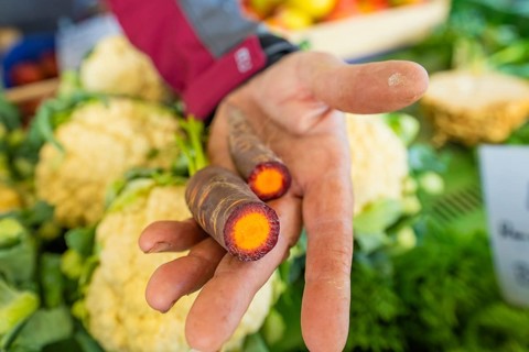 A hand holding purple carrots in front of cauliflower in the background, Sindelfingen, Böblingen