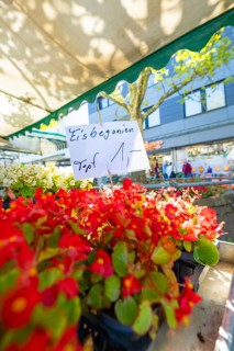 Red begonia flowers with a price tag at a market under a shaded roof, Sindelfingen, Böblingen