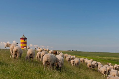 Pilsum lighthouse, flock of sheep, dyke sheep, Pilsum, East Frisia, Lower Saxony, Germany