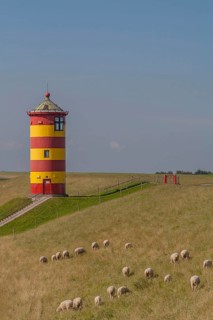 Pilsum lighthouse, flock of sheep, dyke sheep, Pilsum, East Frisia, Lower Saxony, Germany