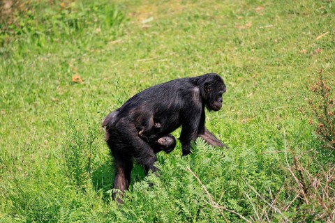 Bonobo (Pan Paniscus), pygmy chimpanzee, adult, female, juvenile, mother, social behaviour