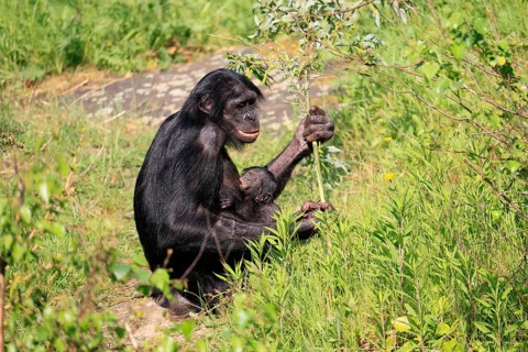 Bonobo (Pan Paniscus), pygmy chimpanzee, adult, female, juvenile, mother, social behaviour,