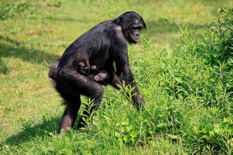 Bonobo (Pan Paniscus), dwarf chimpanzee, adult, female, juvenile, mother, running, social behaviour