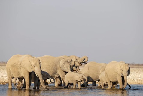 African Elephant (Loxodonta africana). Breeding herd drinking at a waterhole. Etosha National Park,
