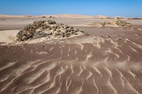 Small sand heaps form around the sparse vegetation in the Namib Desert. Skeleton Coast National