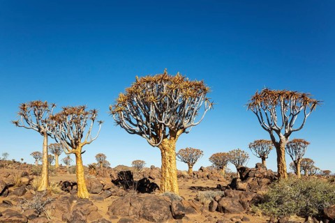 Quiver Tree (Aloidendron dichotomum). Quiver tree forest, Keetmanshoop, Southern Namibia