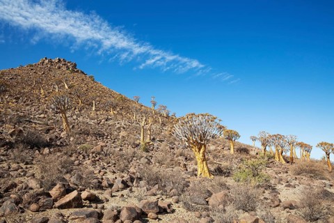 Quiver Tree (Aloidendron dichotomum). At the slope of a conical rock, a so-called Prince Albert