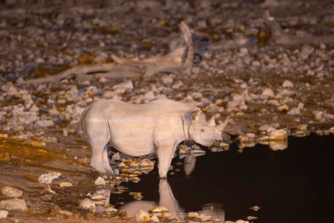 Black Rhinoceros (Diceros bicornis). Also called Hook-lipped Rhinoceros. At night at the floodlit