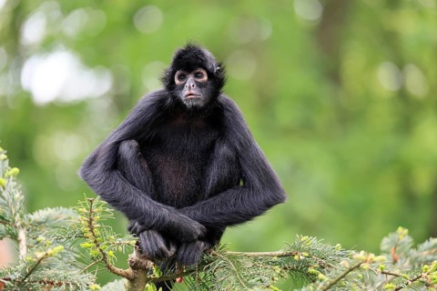 Brown-headed spider monkey (Ateles fusciceps rufiventris), alert, sitting, on tree, South America
