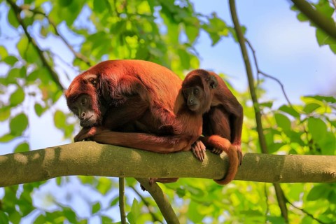 Venezuelan red howler (Alouatta seniculus), adult, female, juvenile, on tree, resting, South
