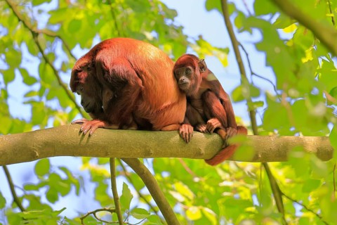 Venezuelan red howler (Alouatta seniculus), adult, female, juvenile, on tree, alert, South America