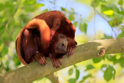Venezuelan red howler (Alouatta seniculus), adult, on tree, alert, South America