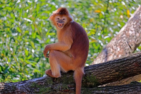 Javan lutung (Trachypithecus auratus), orange morph, adult, sitting, on tree, alert, endangered