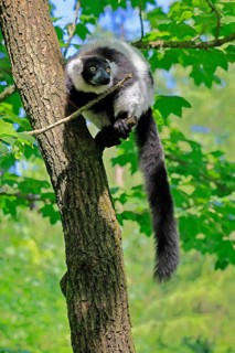 Black-and-white ruffed lemur (Varecia variegata), adult, alert, on tree, Madagascar