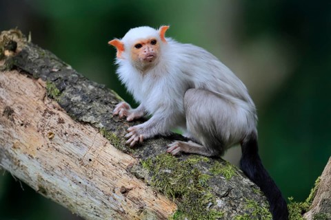 Silver marmoset (Mico argentatus, Syn.: Callithrix argentata), silver marmoset, adult, sitting on