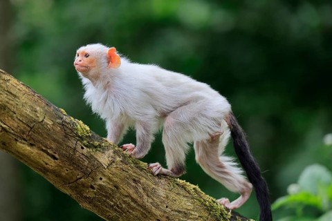 Silver marmoset (Mico argentatus, Syn.: Callithrix argentata), silver marmoset, adult, on tree