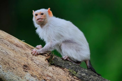Silver marmoset (Mico argentatus, Syn.: Callithrix argentata), silver marmoset, adult, on tree