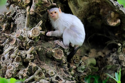 Silver marmoset (Mico argentatus, Syn.: Callithrix argentata), silver marmoset, adult, on tree