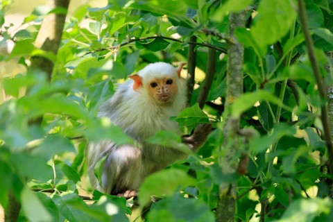 Silver marmoset (Mico argentatus, Syn.: Callithrix argentata), silver marmoset, adult, sitting on