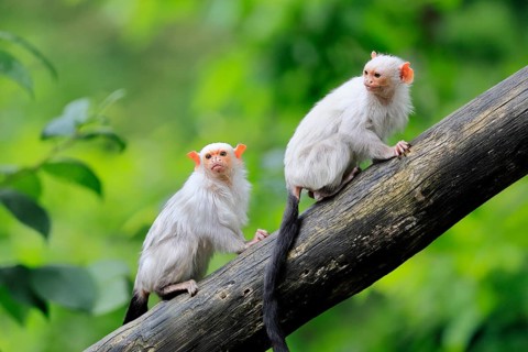 Silver marmoset (Mico argentatus, Syn.: Callithrix argentata), silver marmoset, adult, pair, on