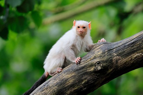 Silver marmoset (Mico argentatus, Syn.: Callithrix argentata), silver marmoset, adult, on tree