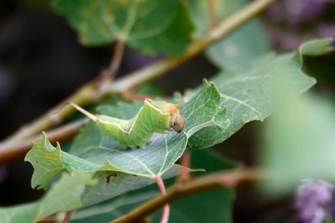 Puss moth caterpillar, summer, Germany