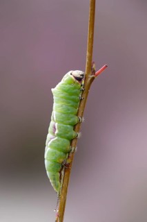 Puss moth caterpillar, summer, Germany