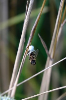 Crab spider, summer, Germany