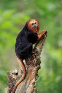 Golden-headed lion tamarin (Leontopithecus chrysomelas), adult, on tree trunk, vigilant, captive,