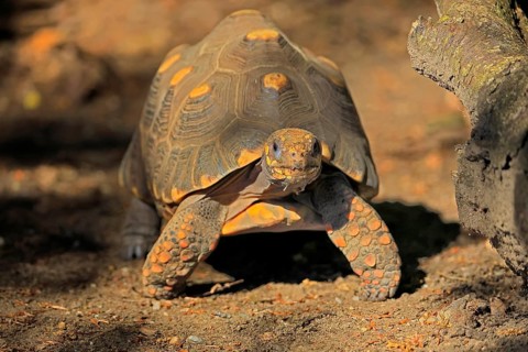 Coal turtle (Geochelone carbonaria), adult, foraging, South America