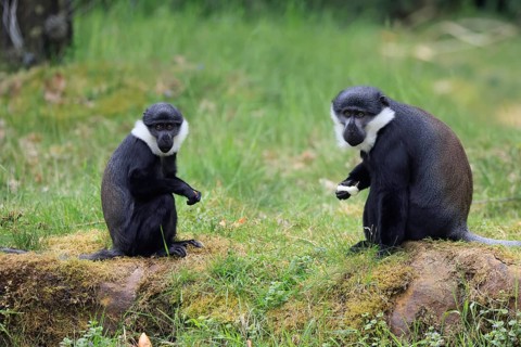 L'Hoest's monkey (Cercopithecus lhoesti), adult, pair, with food, sitting, on the ground, alert
