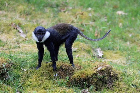 L'Hoest's monkey (Cercopithecus lhoesti), adult, alert