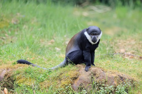 L'Hoest's monkey (Cercopithecus lhoesti), adult, on rocks, vigilant