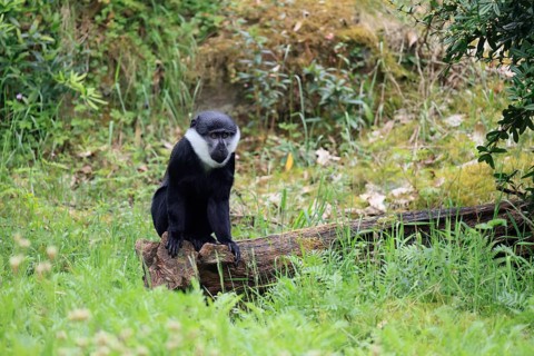 L'Hoest's monkey (Cercopithecus lhoesti), adult, sitting on tree trunk, alert