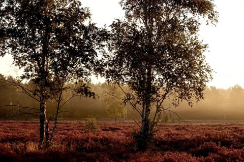 Morning atmosphere in a heath landscape, morning sun and fog, summer, Germany