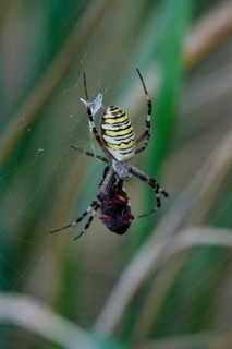 Wasp spider, summer, Saxony, Germany