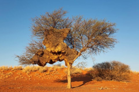 Huge communal nest of Sociable Weavers (Philetairus socius) in a camelthorn tree (Vachellia