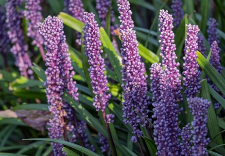 Lily grape (Liriope muscari), Münsterland, North Rhine-Westphalia, Germany