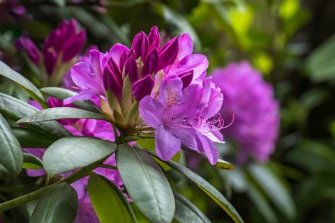 Rhododendron, North Rhine-Westphalia, Germany