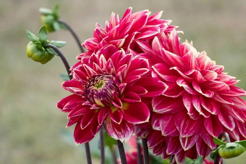 Dahlias (Dahlia), Münsterland, North Rhine-Westphalia, Germany