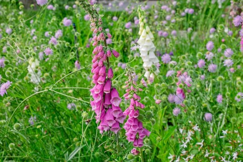 Flower bed with foxglove (Digitalis purpurea), Netherlands