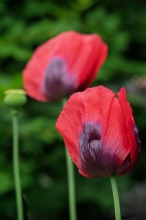 Garden poppy (Papaver), Münsterland, North Rhine-Westphalia, Germany